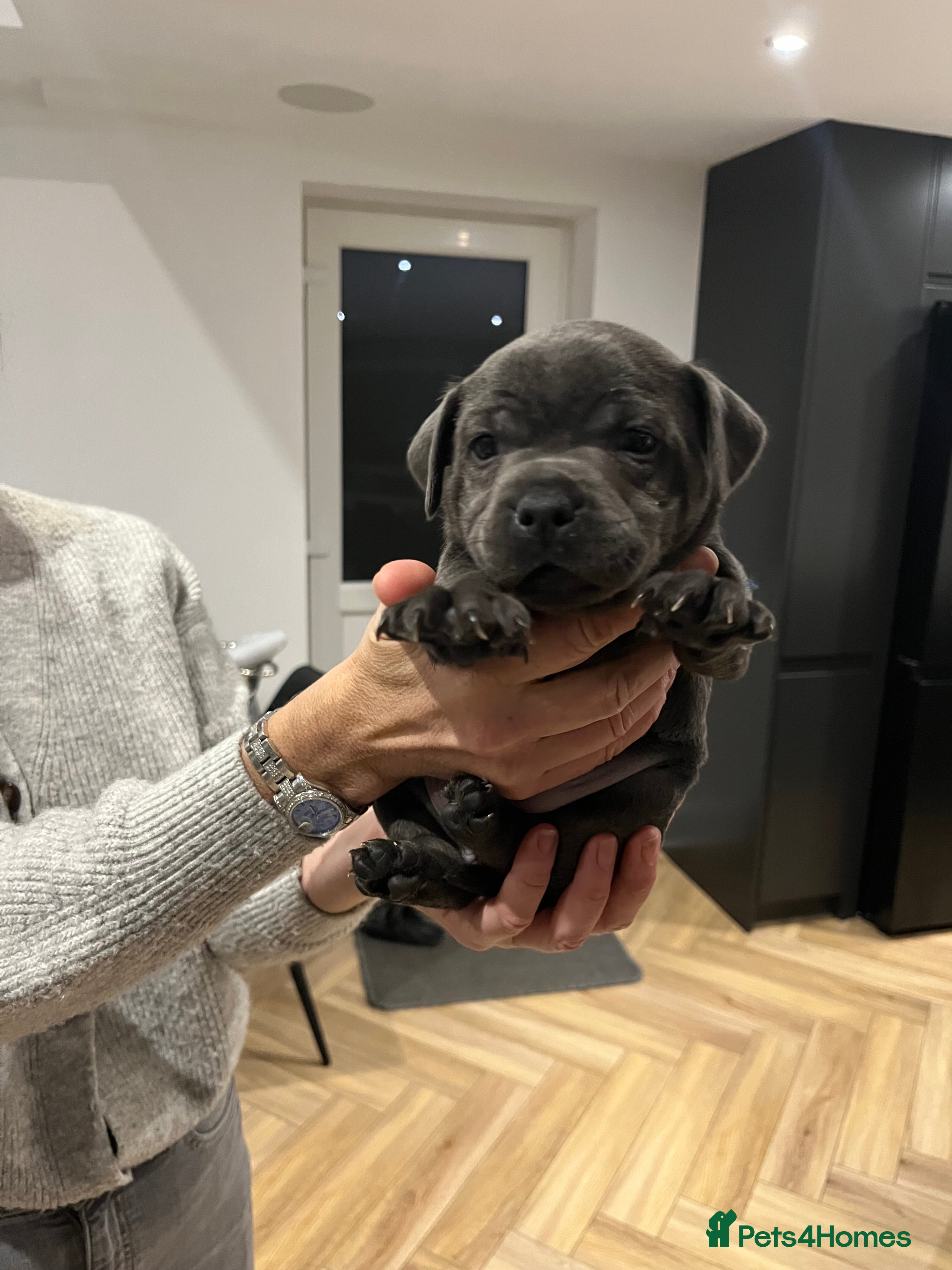 Staffordshire Bull Terrier dogs for sale: Blue Staffordshire puppies only 1 chunky girl left - Advert 2
