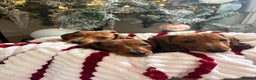 Dachshund dogs for sale: Beautiful dachshunds ready to leave now - Advert 4