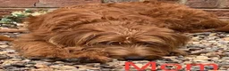 Labradoodle dogs for sale: Labradoodle Fox Red ♥️ - Advert 19
