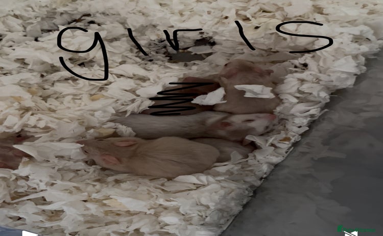 Hamster rodents in Bungay - Advert 16
