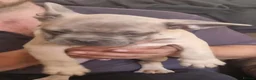 Frug dogs for sale: Beautiful litter 4 remaining in Plymouth - Advert 9