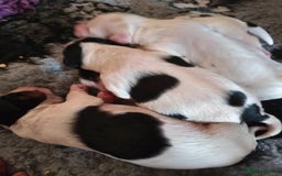Mixed Breed dogs for sale: Gorgeous pups 🤩 ( cocker Bassett x Shichon ) - Image 9