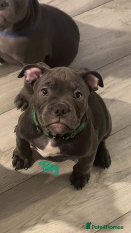 Mixed Breed dogs - Advert 6
