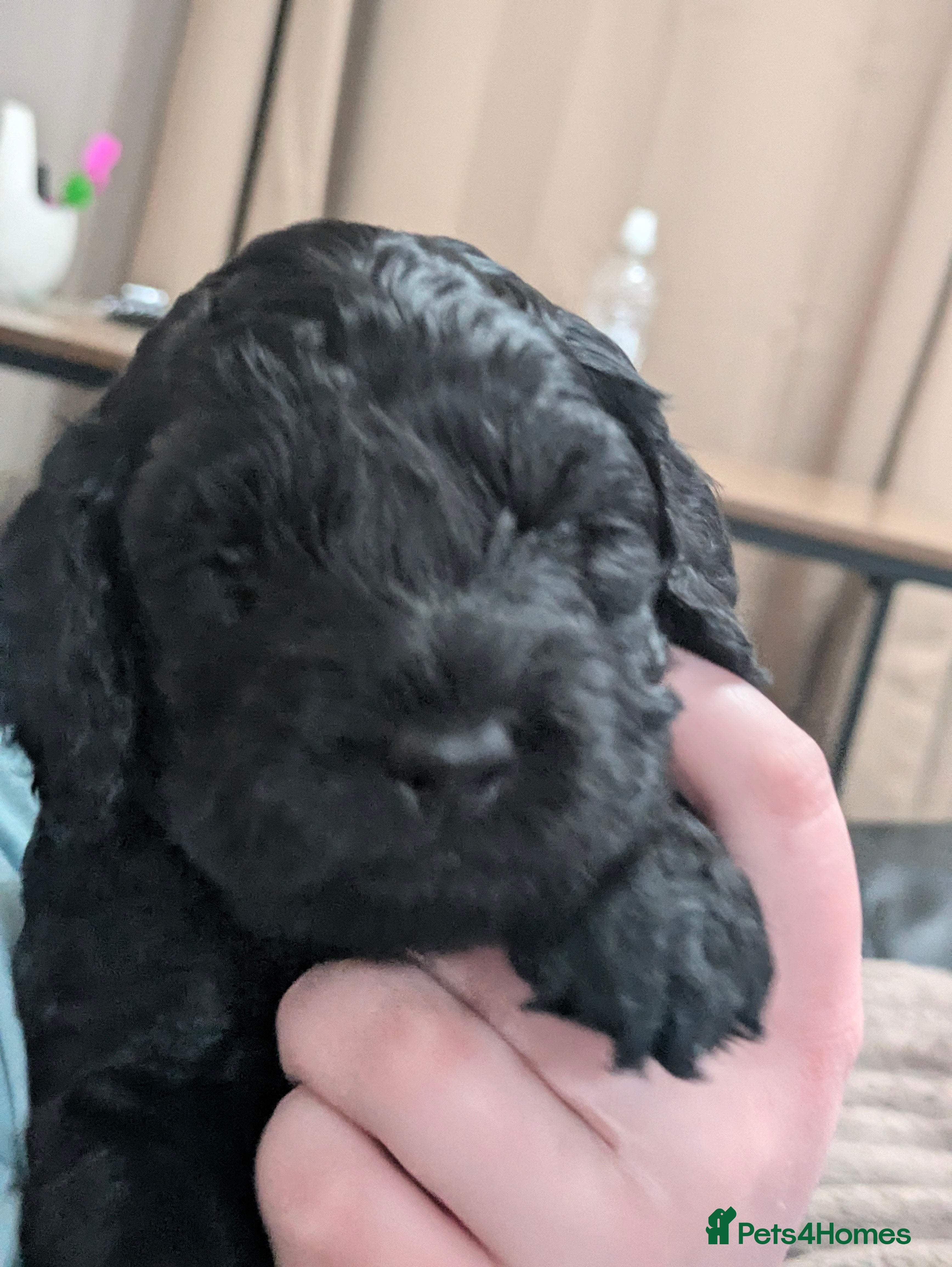 Cockapoo dogs F2 cockapoo puppies for sale . - Advert 9