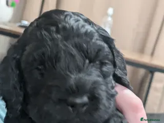 Cockapoo dogs F2 cockapoo puppies for sale . - Advert 9