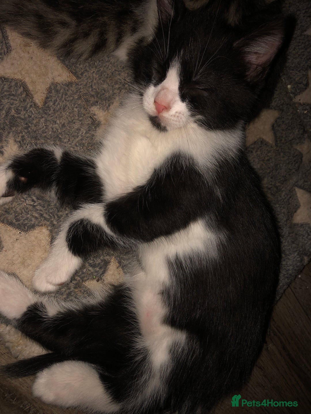 Mixed Breed cats for sale: Kittens  - Image 16