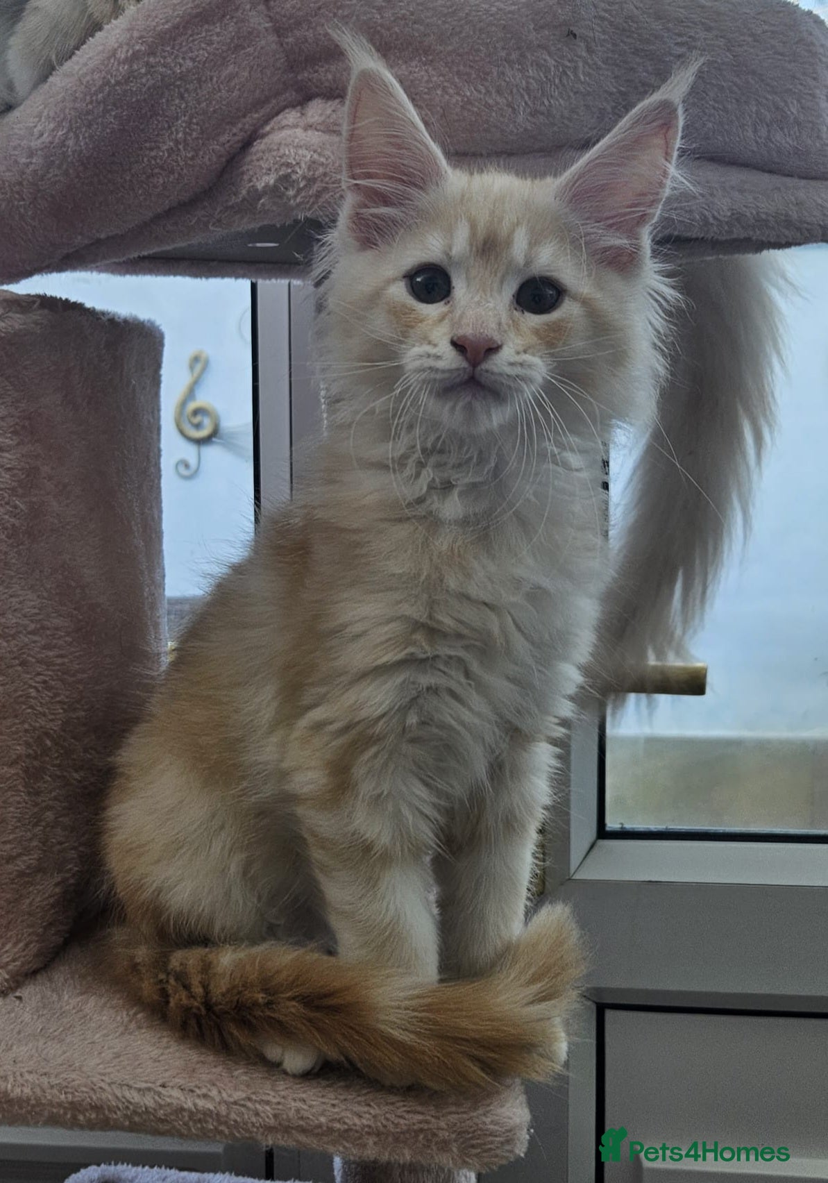 Maine Coon cats Beautiful TICA registered Maine Coon kitten's   - Advert 1