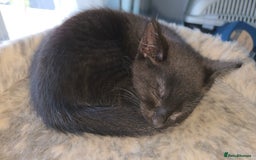 Mixed Breed cats for sale: 3 little black/brown beautiful kittens  - Image 4