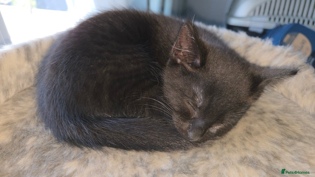 Mixed Breed cats for sale: 3 little black/brown beautiful kittens  - Image 4