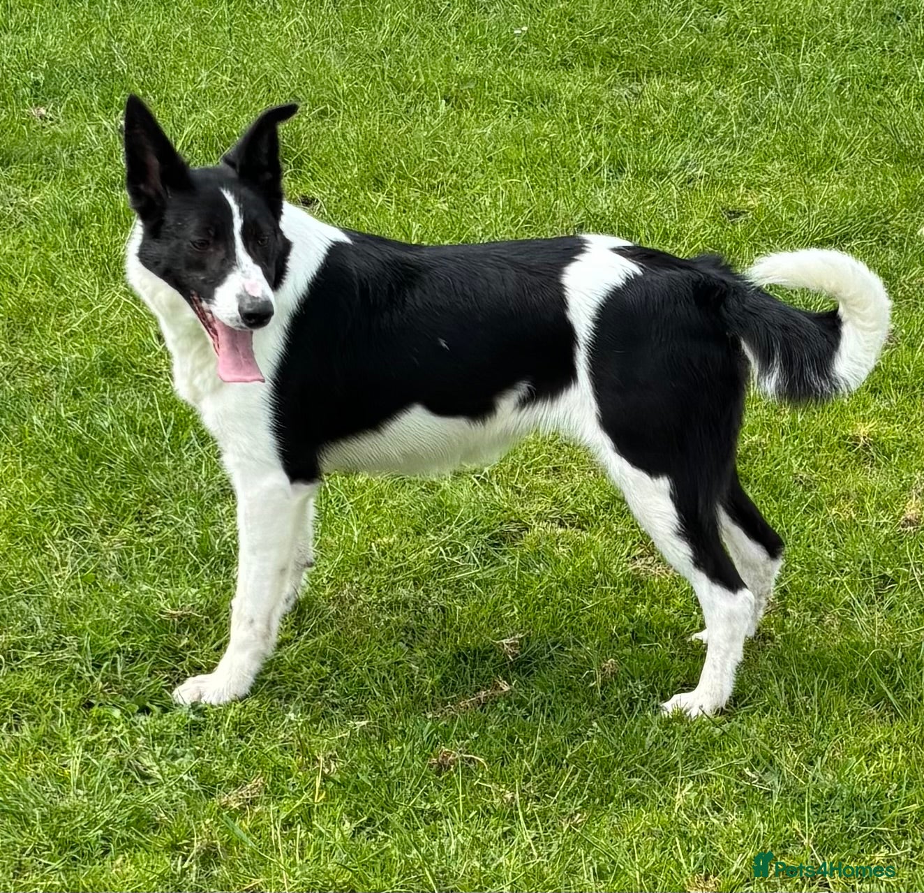 Border Collie dogs for sale: Border Collie for sale - Advert 3