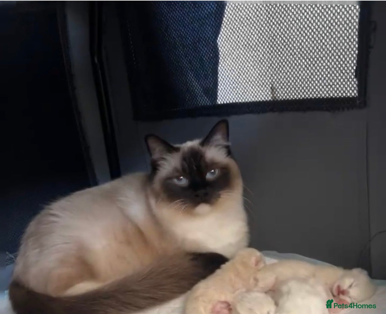 Ragdoll cats STUNNING TICA BLUE POINT MITTED RAGDOLL FEMALES  - Advert 1