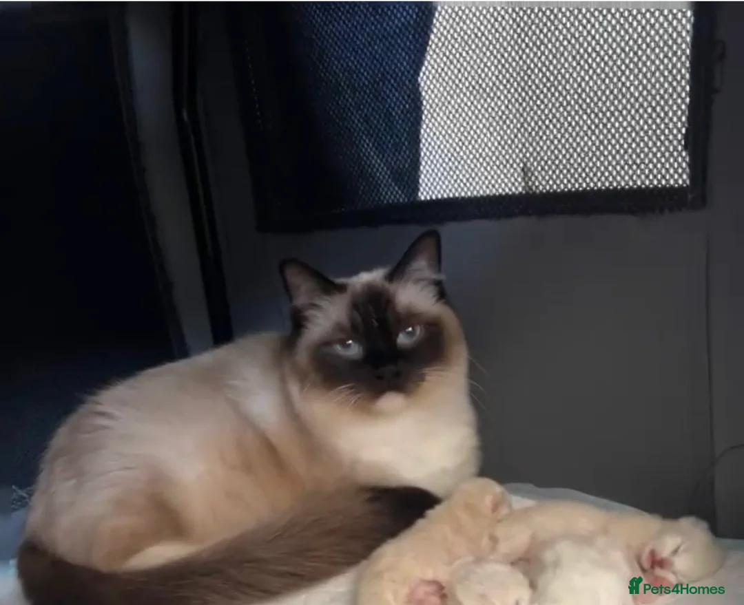 Ragdoll cats for sale: STUNNING TICA BLUE POINT MITTED RAGDOLL FEMALES  - Advert 1