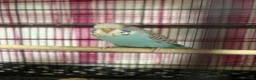 Budgerigars birds for sale: Baby Budgies’s for sale  - Advert 11