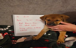 Mixed Breed dogs for sale: German Mastiff pups - Advert 8