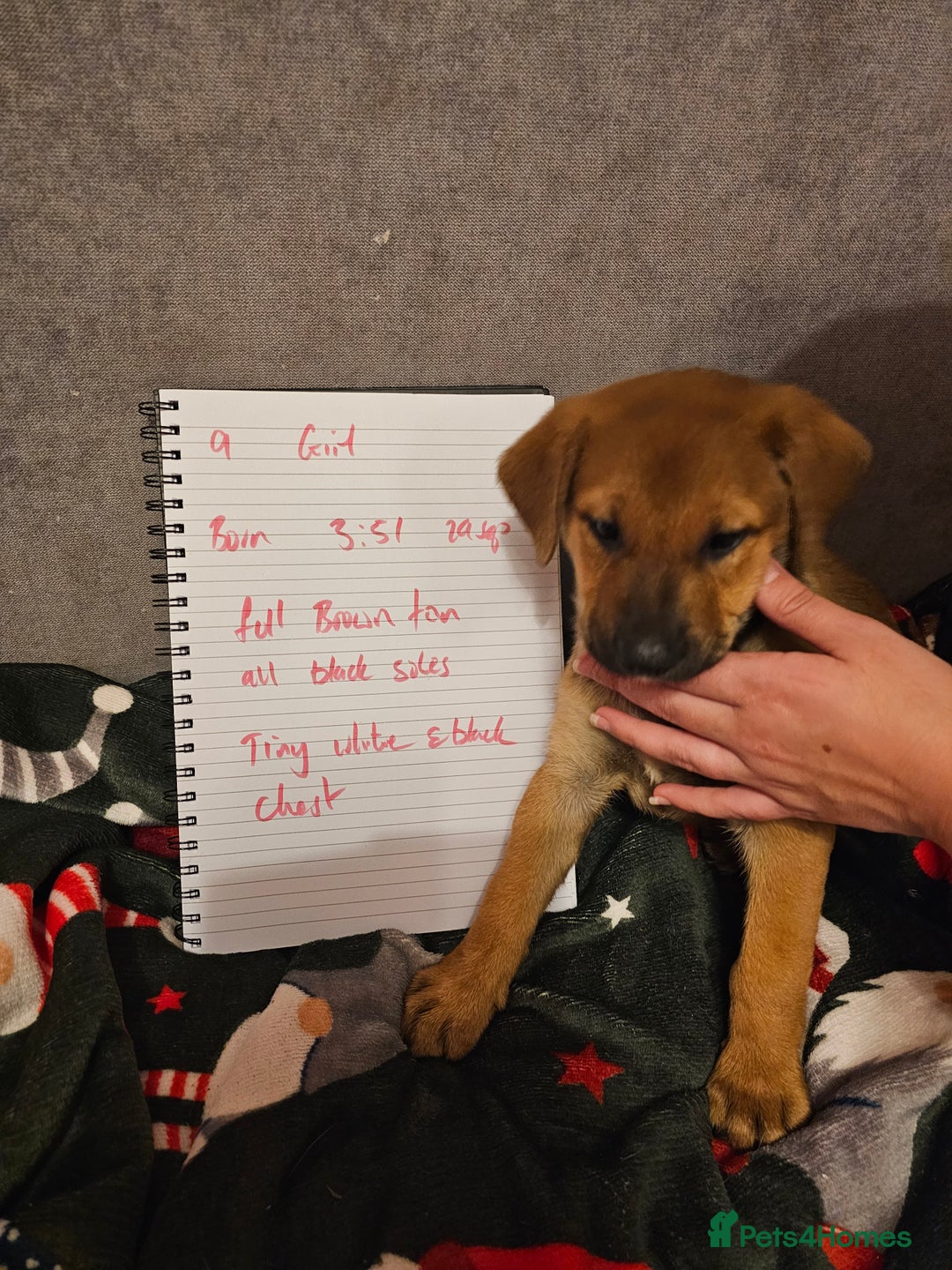 Mixed Breed dogs for sale: German Mastiff pups - Advert 8