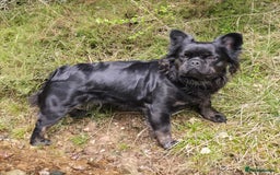 French Bulldog dogs for sale: Fluffy French Bulldog Puppies  - Image 16