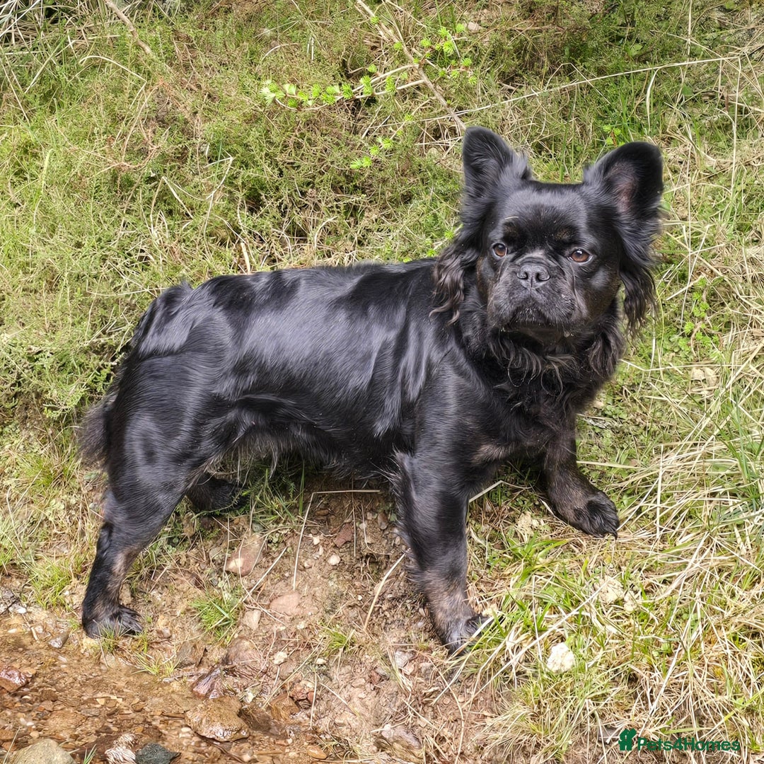 French Bulldog dogs for sale: Fluffy French Bulldog Puppies  - Image 16