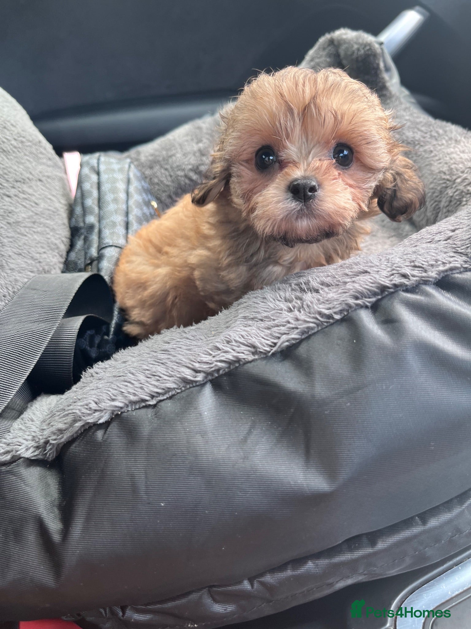 Shihpoo dogs WAITING LIST Toy Shihpoo  - Advert 1