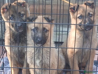 German Shepherd dogs Czech shepherd - Advert 6