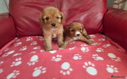 Cavapoo dogs for sale: F1 cavapoos  - Image 13
