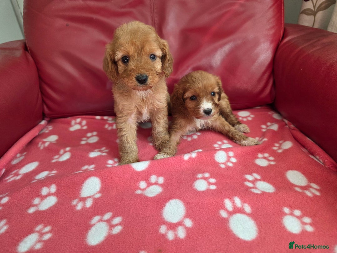 Cavapoo dogs for sale: F1 cavapoos  - Image 13