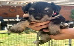 Miniature Schnauzer dogs for sale: KC Reg Miniature Schnauzer puppies in Stratford-upon-Avon - Image 11