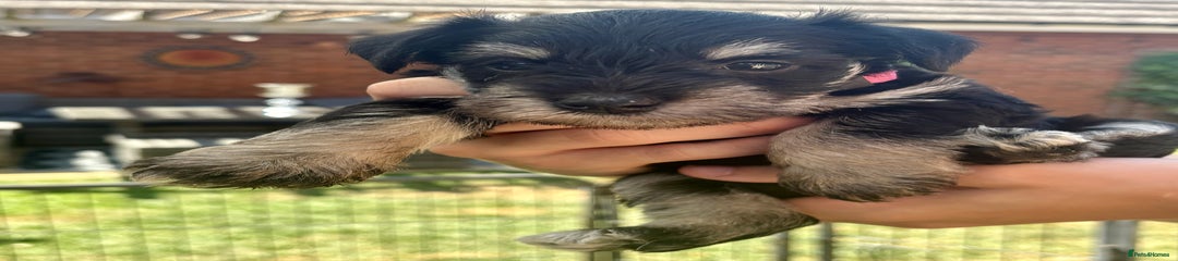 Miniature Schnauzer Puppy 4