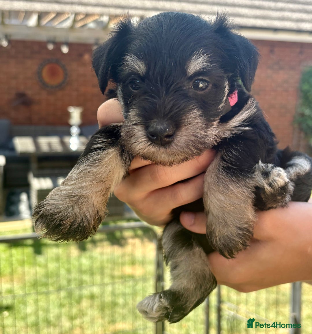 Miniature Schnauzer dogs for sale: KC Reg Miniature Schnauzer puppies in Stratford-upon-Avon - Image 11