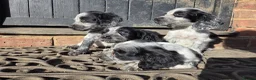 Cocker Spaniel dogs for sale: ❗️5 beautiful cocker spaniel puppies❗️🥰 - Advert 18