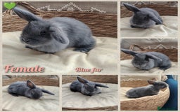 Mini Lop rabbits for sale: Adorable mini lop baby rabbits  - Image 4