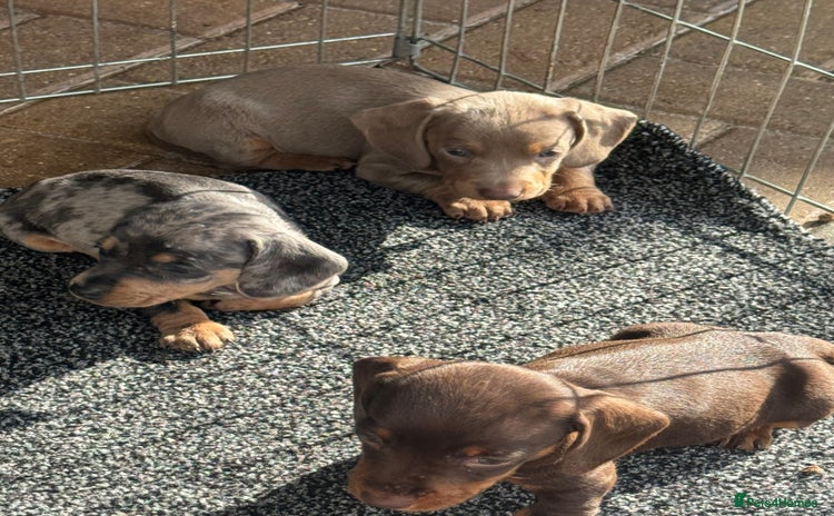 Dachshund dogs - Advert 1