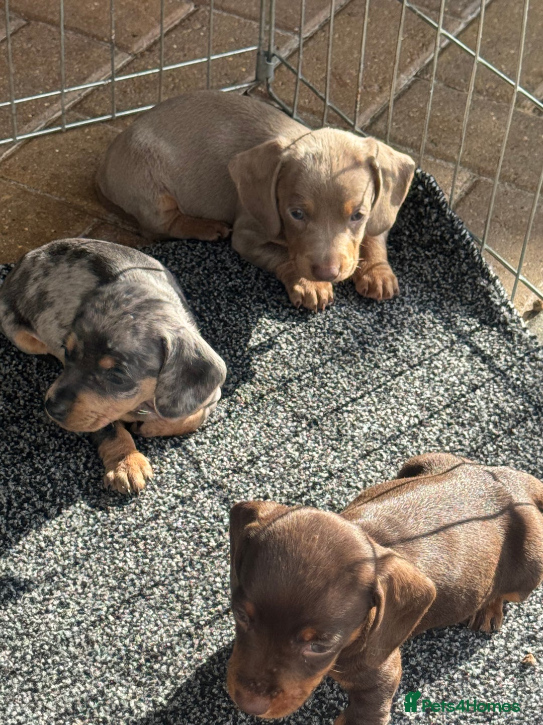 Dachshund dogs for sale: Dachshund Puppys miniature - Image 1