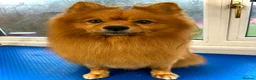 German Spitz dogs for sale: German Spitz in Doncaster - Advert 4