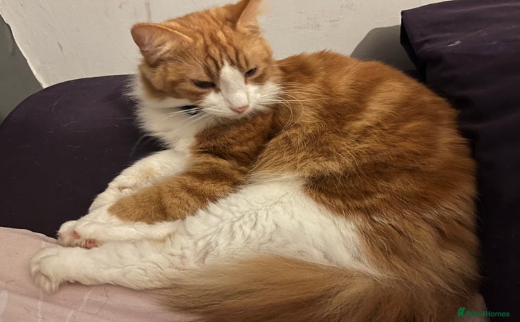 British Longhair cats - Advert 5