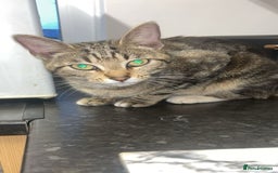 Mixed Breed cats for sale: tabby x cat - Image 2