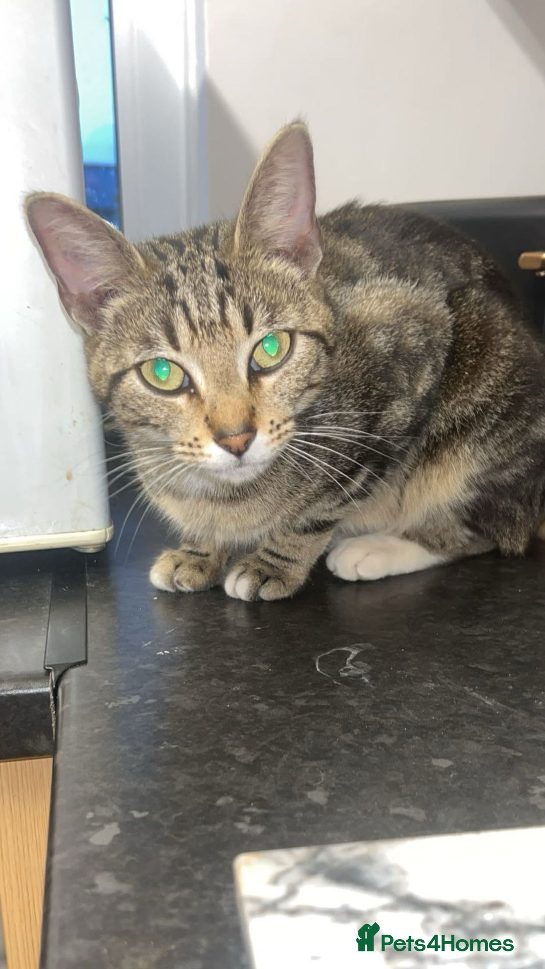 Mixed Breed cats for sale: tabby x cat - Image 2