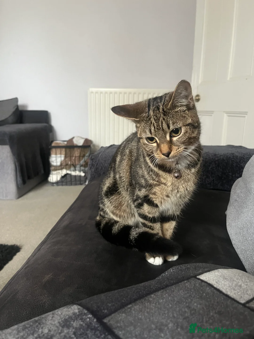 Mixed Breed cats for sale: 2 female cats for sale  - Advert 7