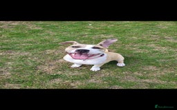 Mixed Breed dogs for sale: American bulldog x American staff - Image 1