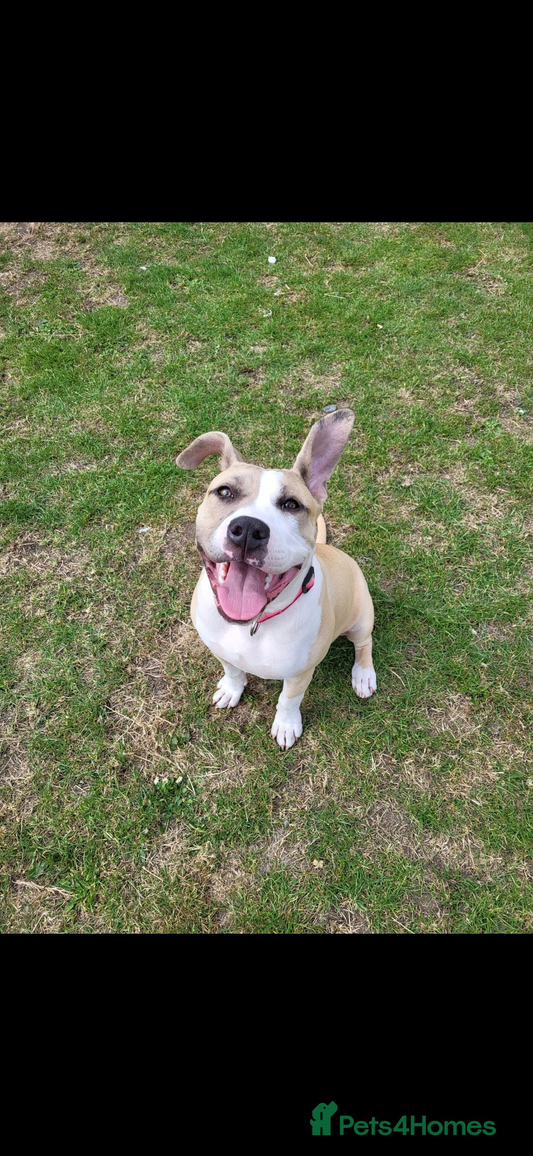 Mixed Breed dogs for sale: American bulldog x American staff - Image 1
