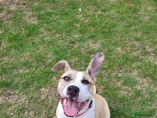 Mixed Breed dogs American bulldog x American staff - Advert 17