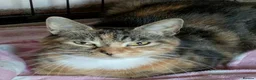 Mixed Breed cats for adoption: CASSIA - Advert 5