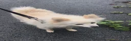 Pomeranian dogs for sale: Pomeranian puppy - 3 months old - Advert 8