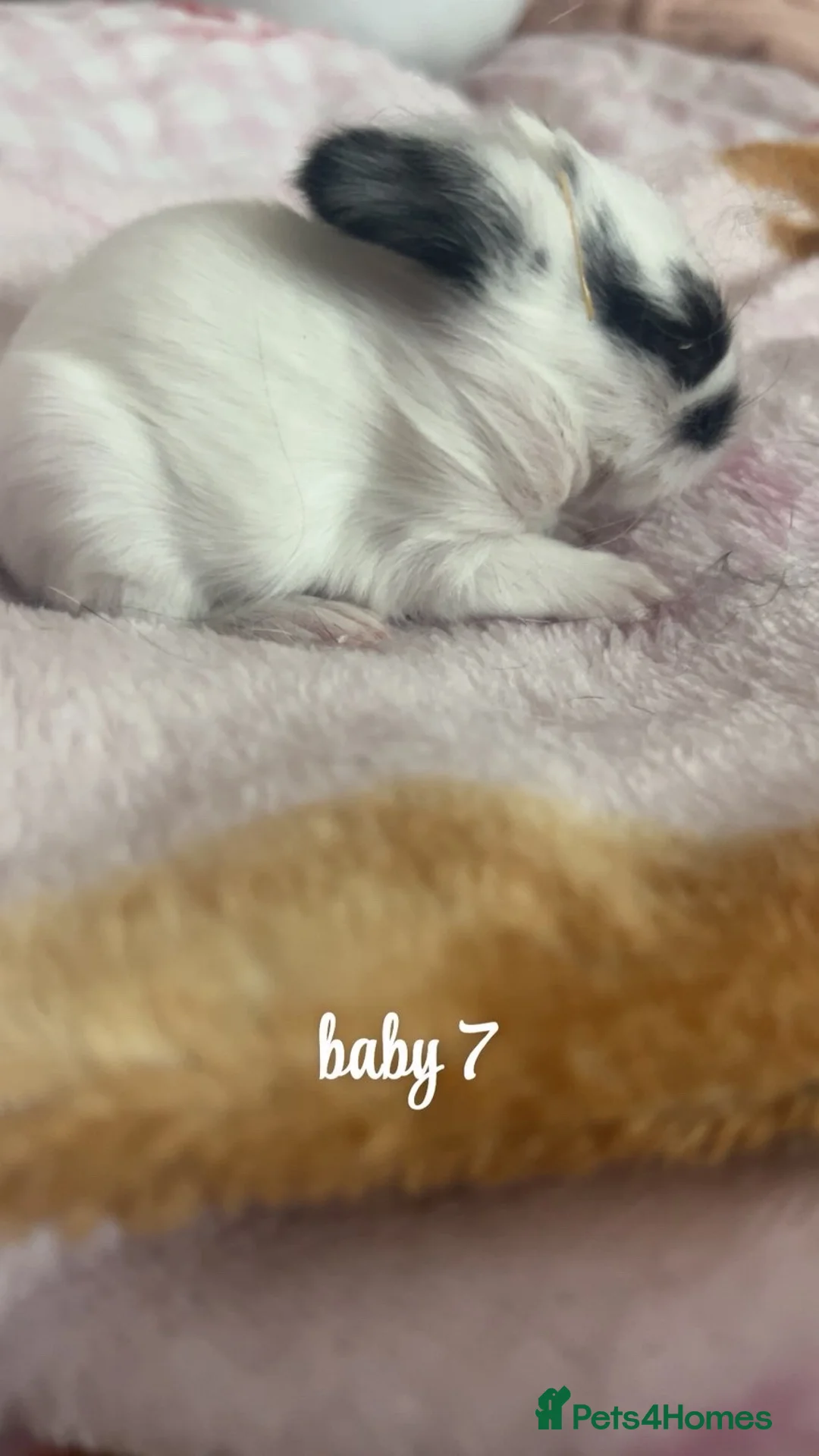Mixed Breed rabbits for sale: Rabbits for sale in Barnsley - Advert 7