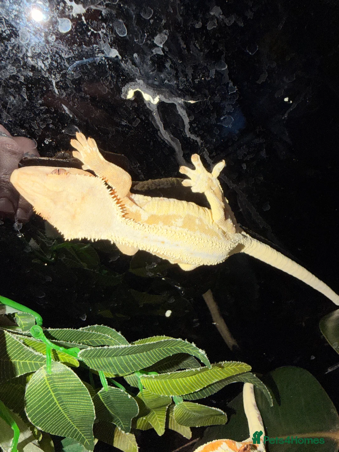 Gecko reptiles for sale: Crested gecko breeding collection  - Advert 2