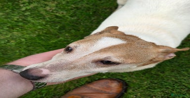 Jack Russell dogs - Advert 4