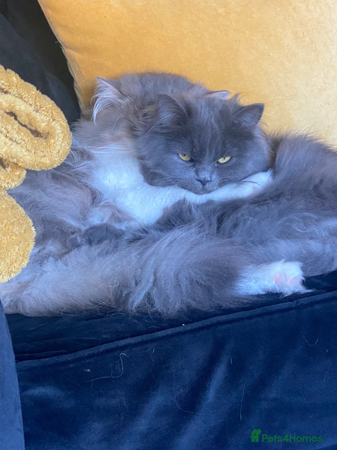 Persian cats for sale: Brother and sister around 18 months old - Image 5