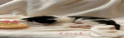 Mixed Breed cats for sale: 2 stunning kittens 🎀🩵 - Advert 11