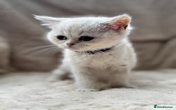British Shorthair cats for sale: Champion sired Golden Colourpoint Kittens  - Image 26