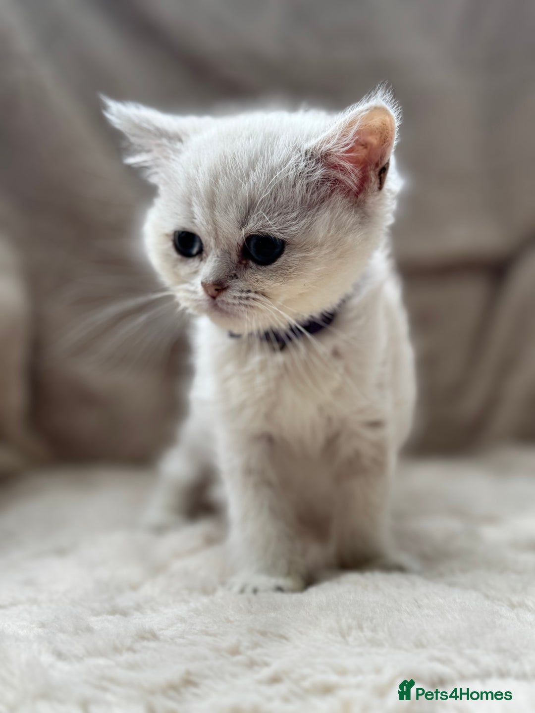 British Shorthair cats for sale: Champion sired Golden Colourpoint Kittens  - Image 26