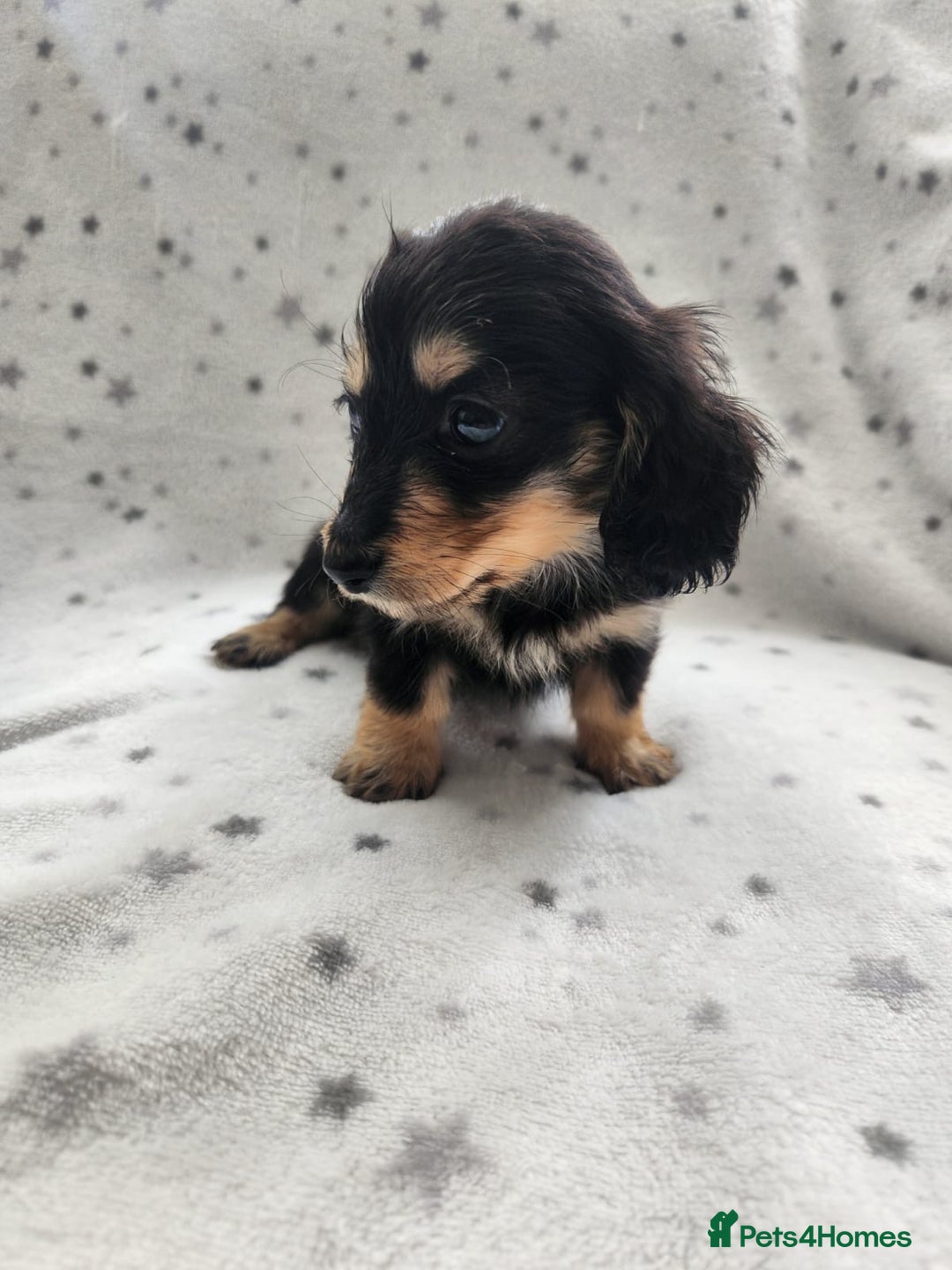 Miniature Dachshund dogs for sale: Kc Registered Long Haired Miniature Dachshunds - Advert 15